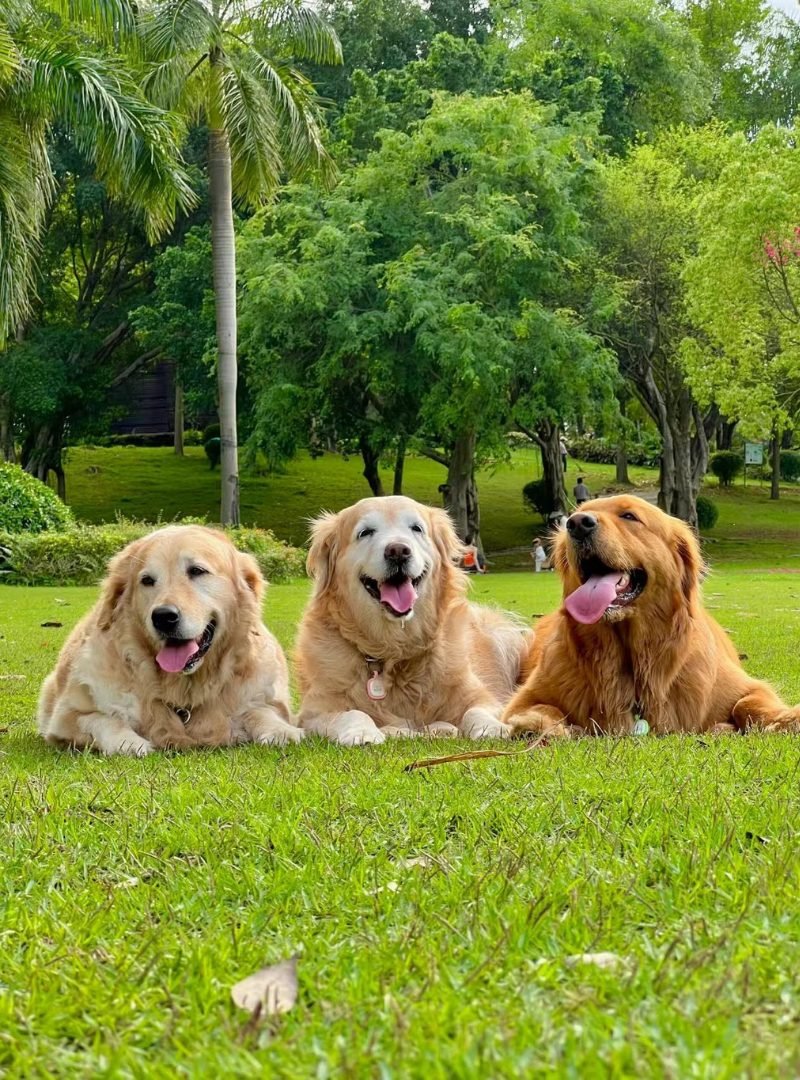 A calm pet care moment at home