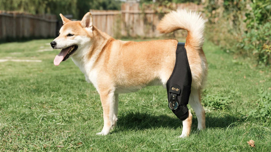 Senior pet living products for comfortable home routines
