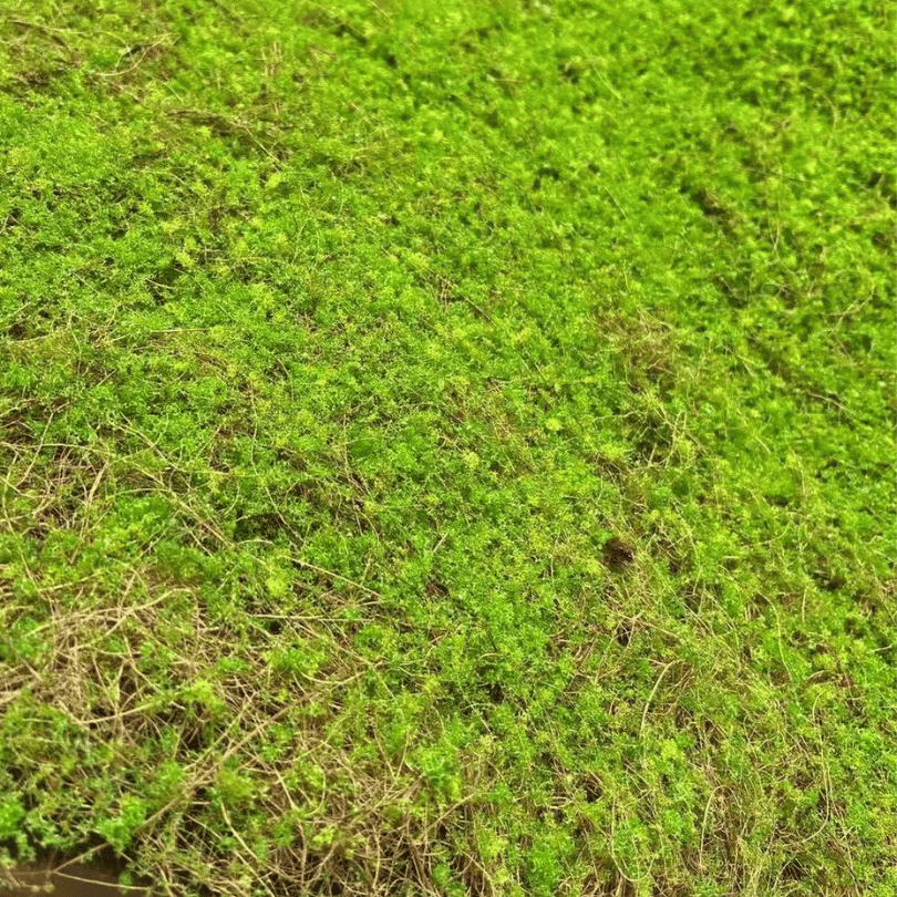 Artificial Moss Turf