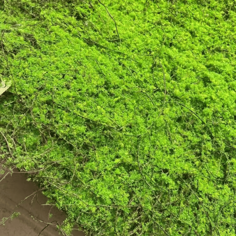 Artificial Moss Turf