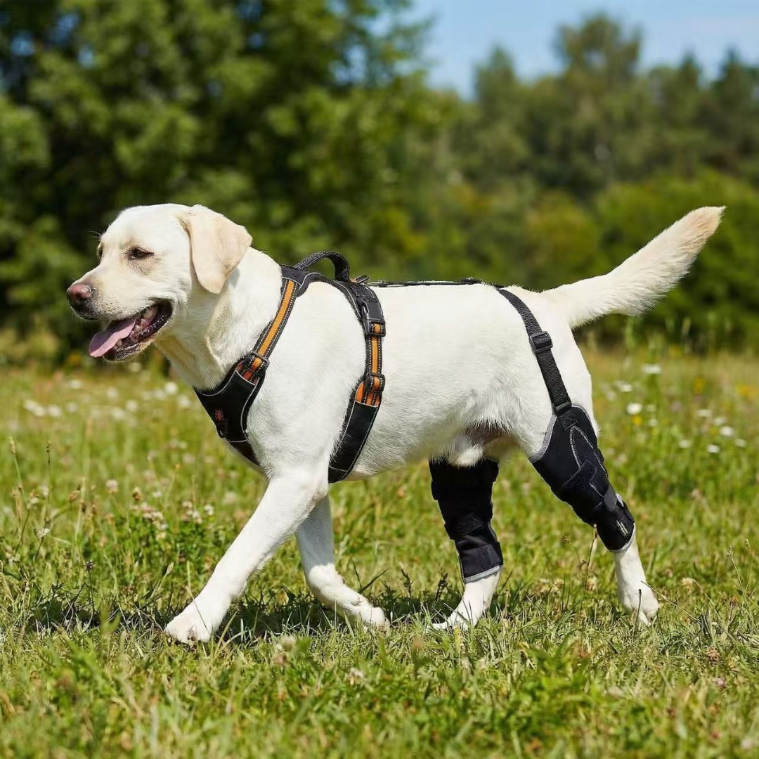 Rear Leg Support Brace for Dogs