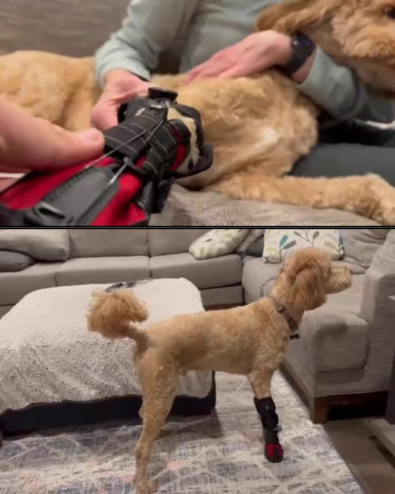 A Little Extra Help on Daily Walks